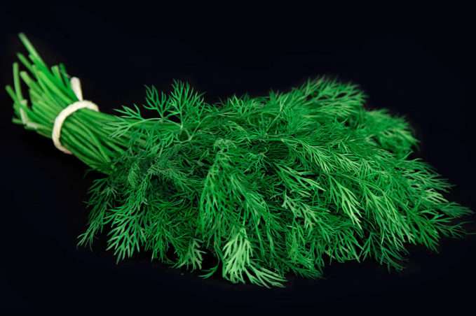 endro - dill - aneto