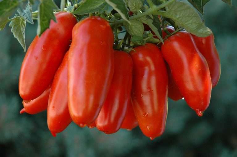 tomate san marzano