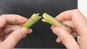 corte a parte fibrosa do aspargo